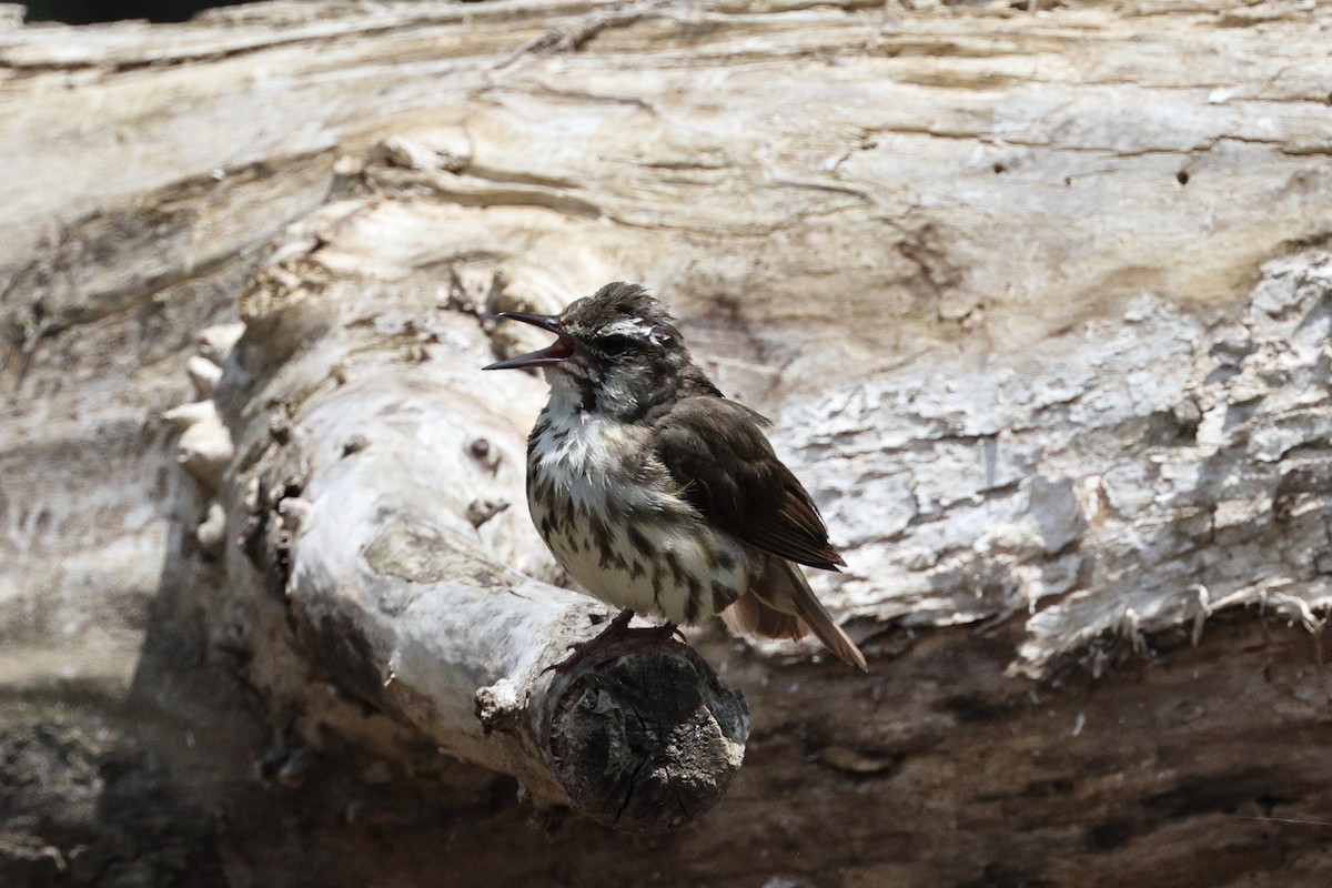 Louisiana Waterthrush - ML620667653