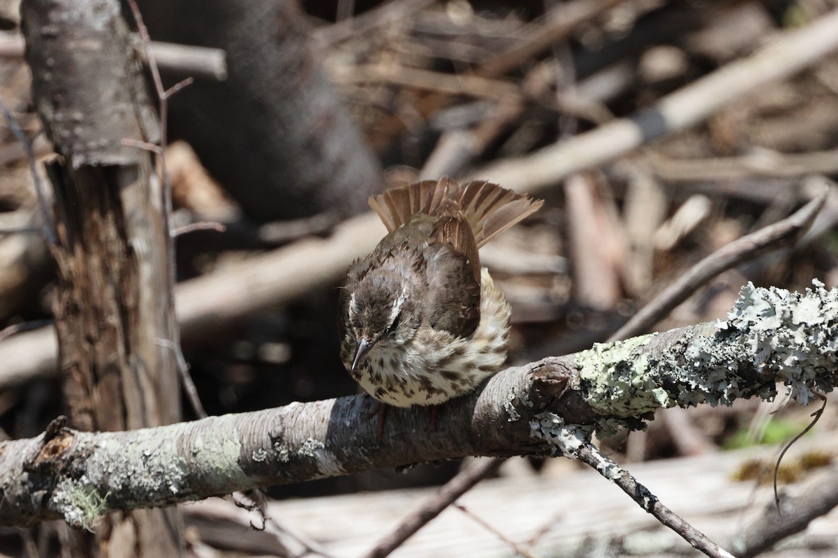 Louisiana Waterthrush - ML620667654