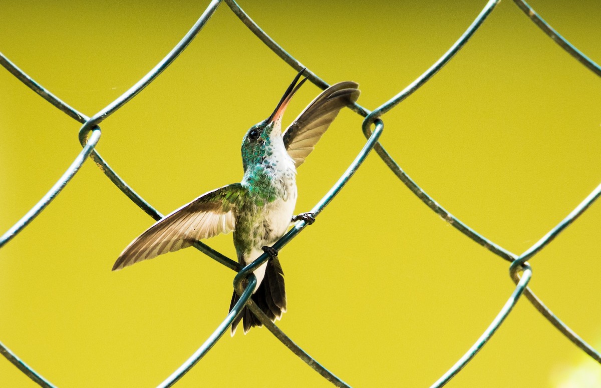 Plain-bellied Emerald - ML620667656