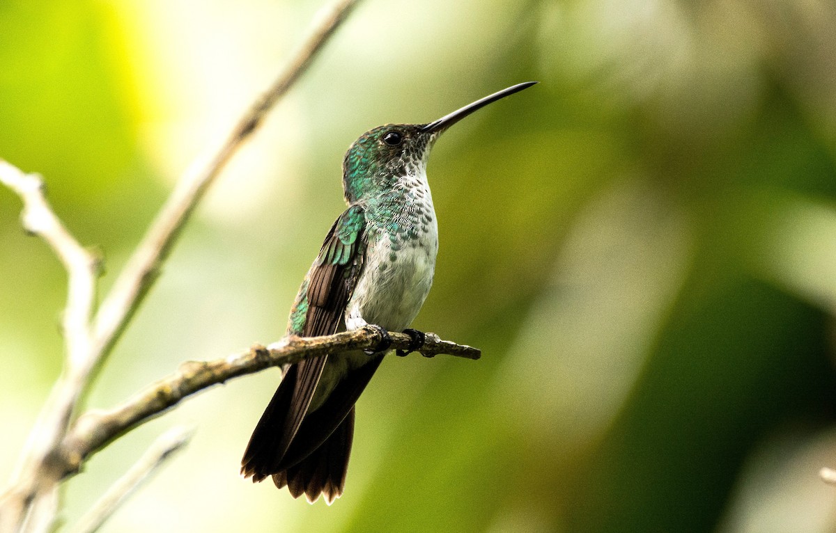 Plain-bellied Emerald - ML620667657