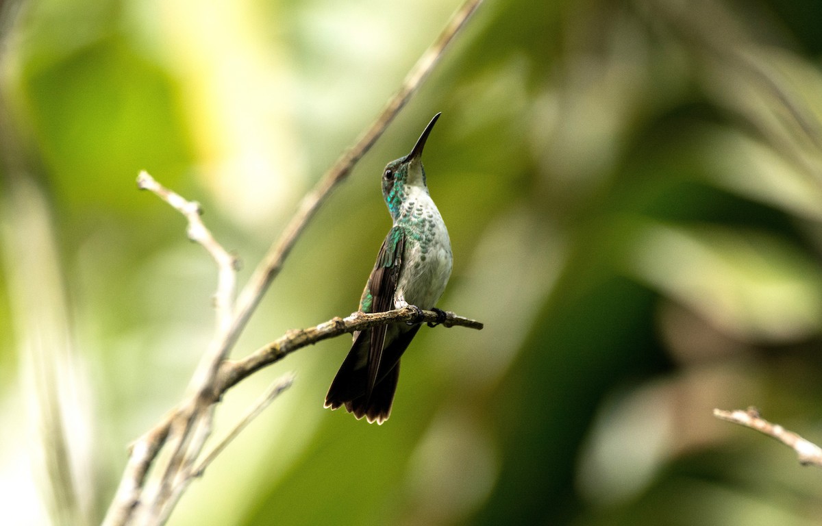 Plain-bellied Emerald - ML620667659