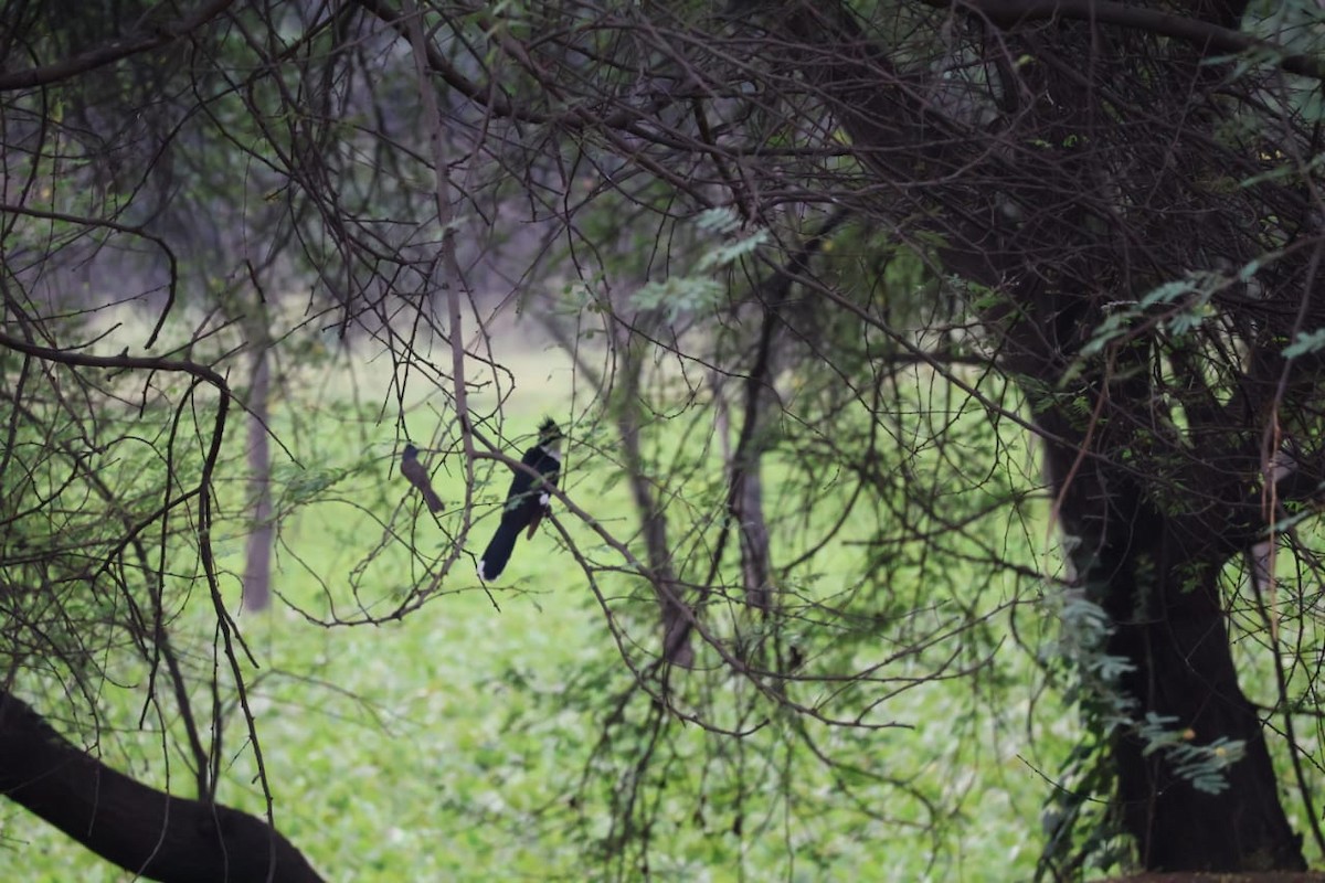 Pied Cuckoo - ML620667661