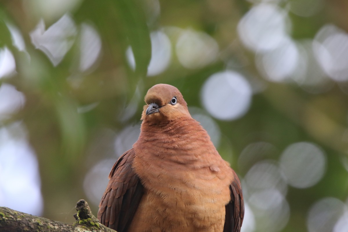 Brown Cuckoo-Dove - ML620667663