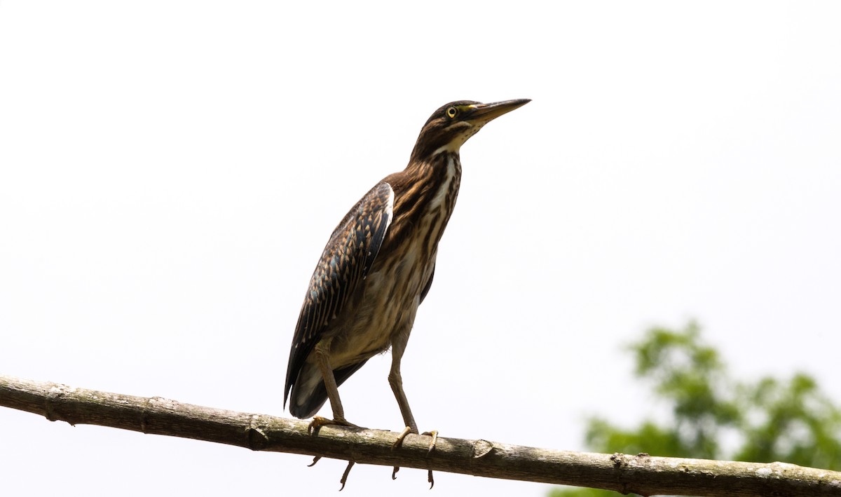 Striated Heron - ML620667665