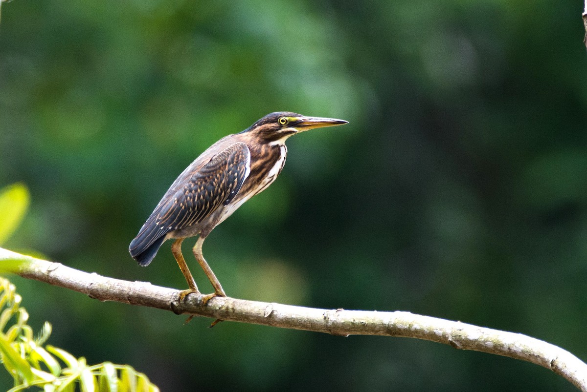 Striated Heron - ML620667666