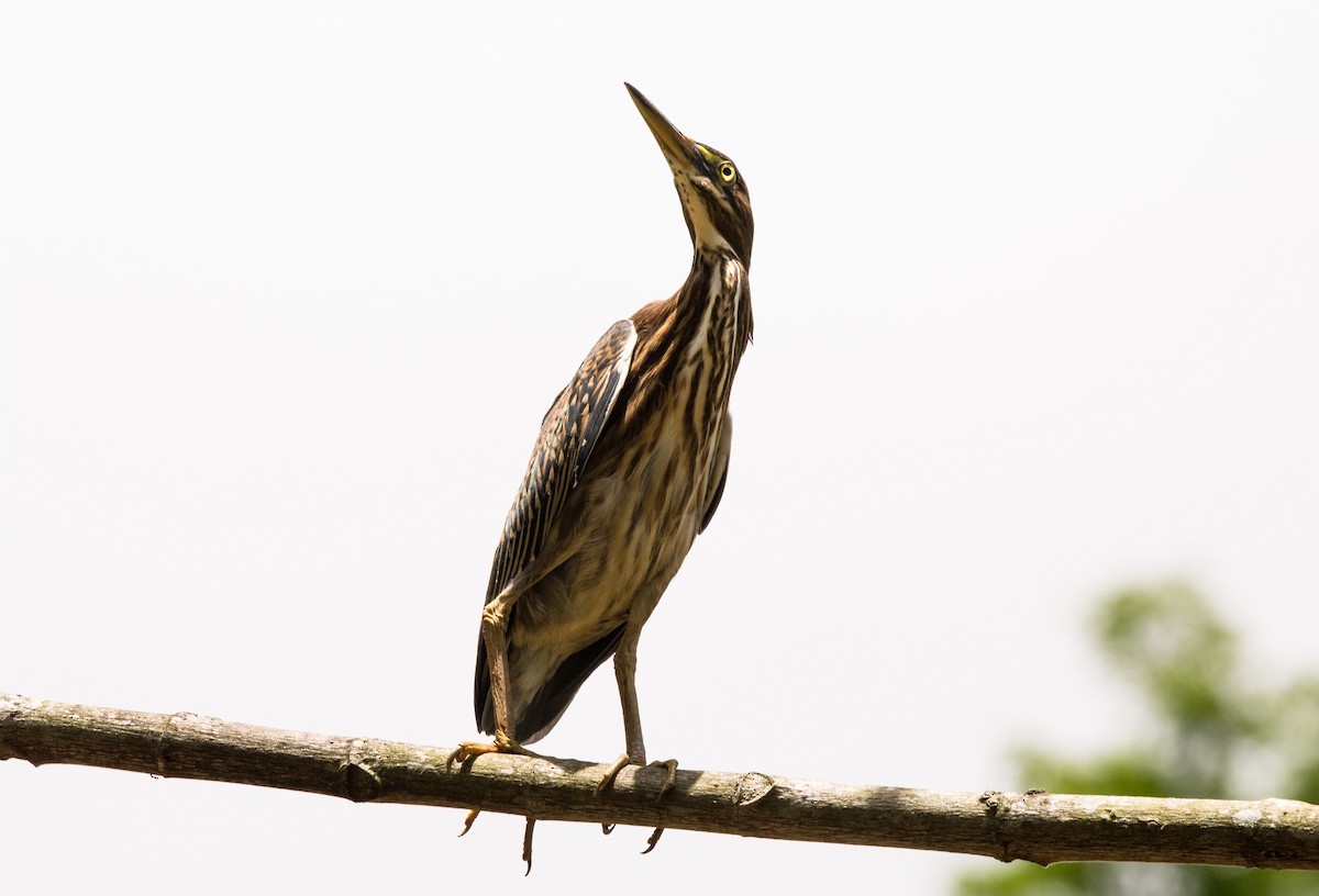 Striated Heron - ML620667667