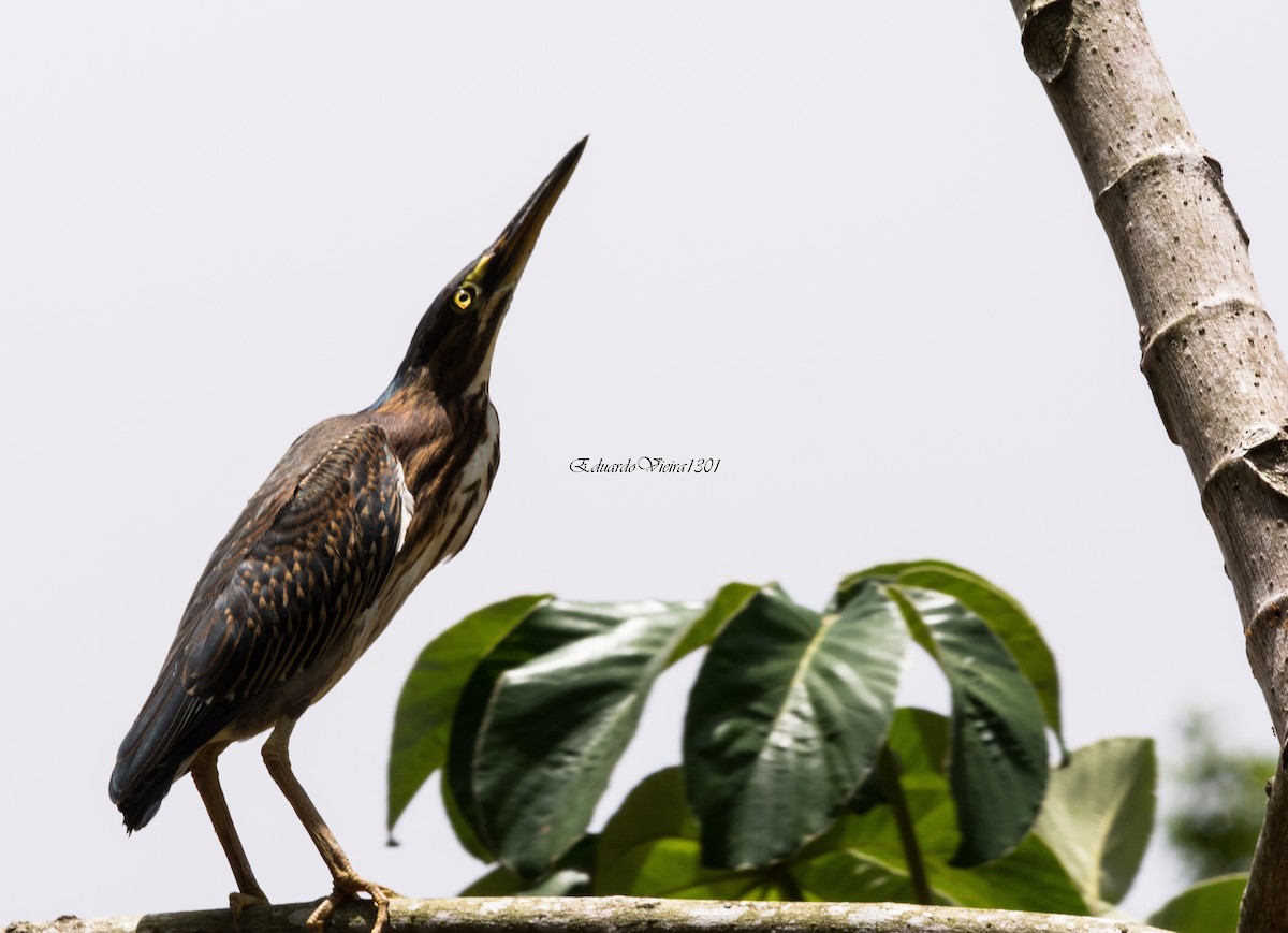 Striated Heron - ML620667668