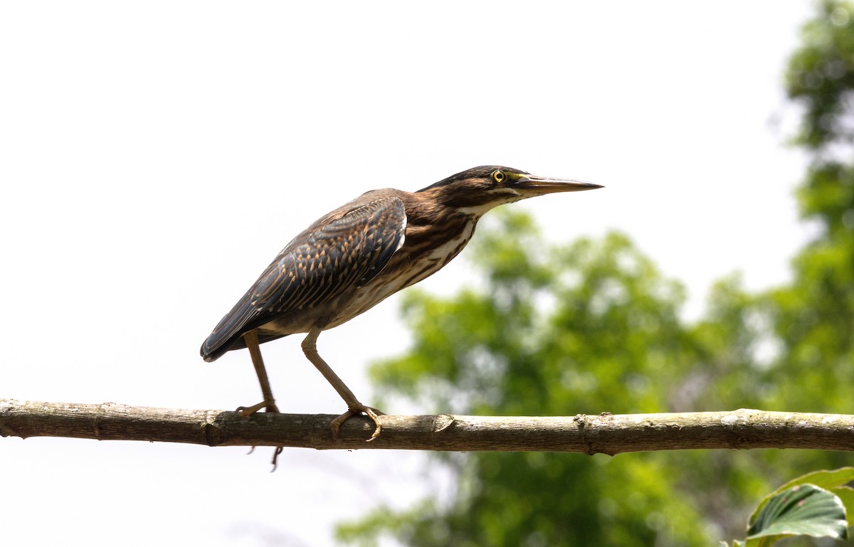 Striated Heron - ML620667669