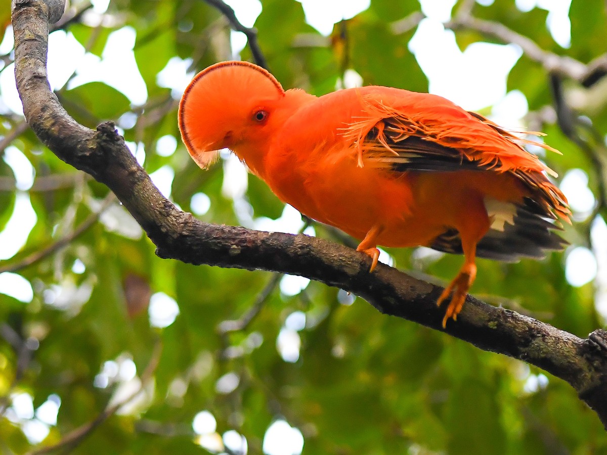 Coq-de-roche orange - ML620667670