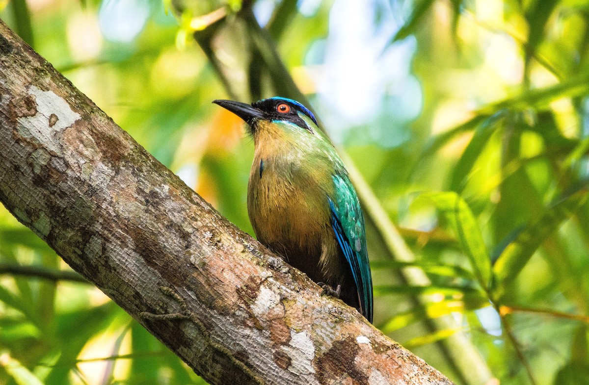 Amazonian Motmot - ML620667671