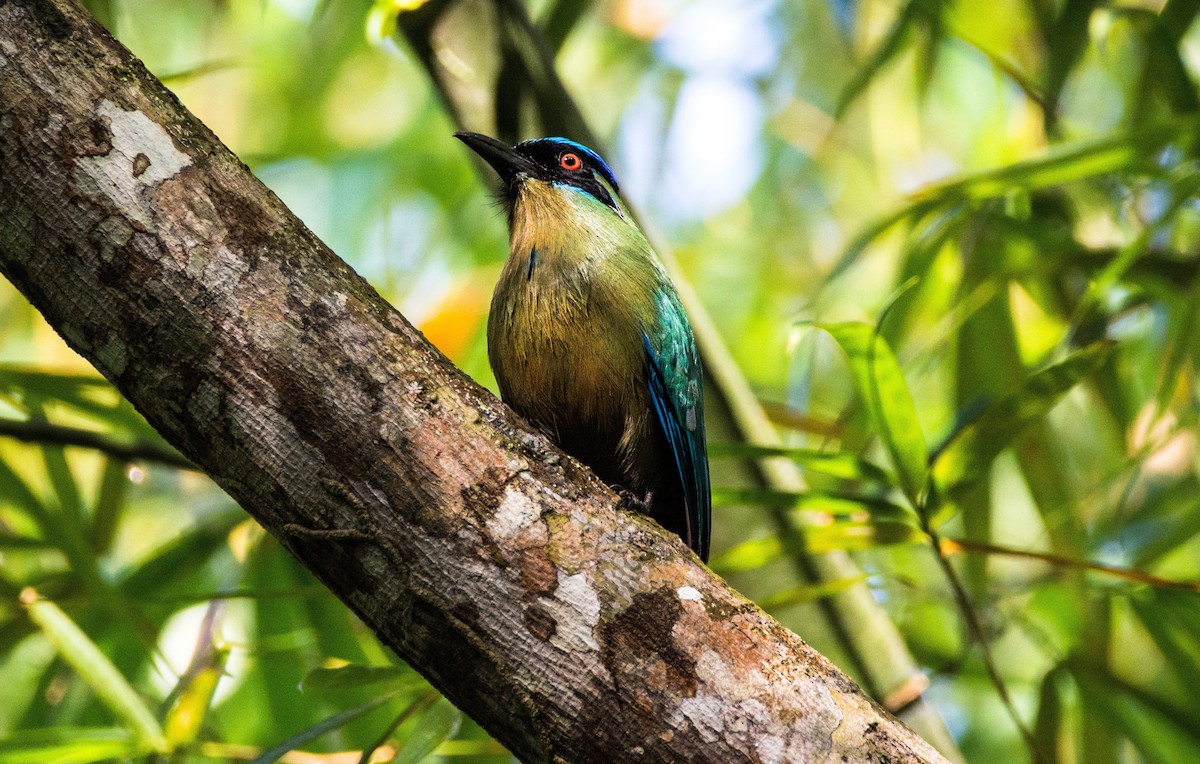 Amazonian Motmot - ML620667672