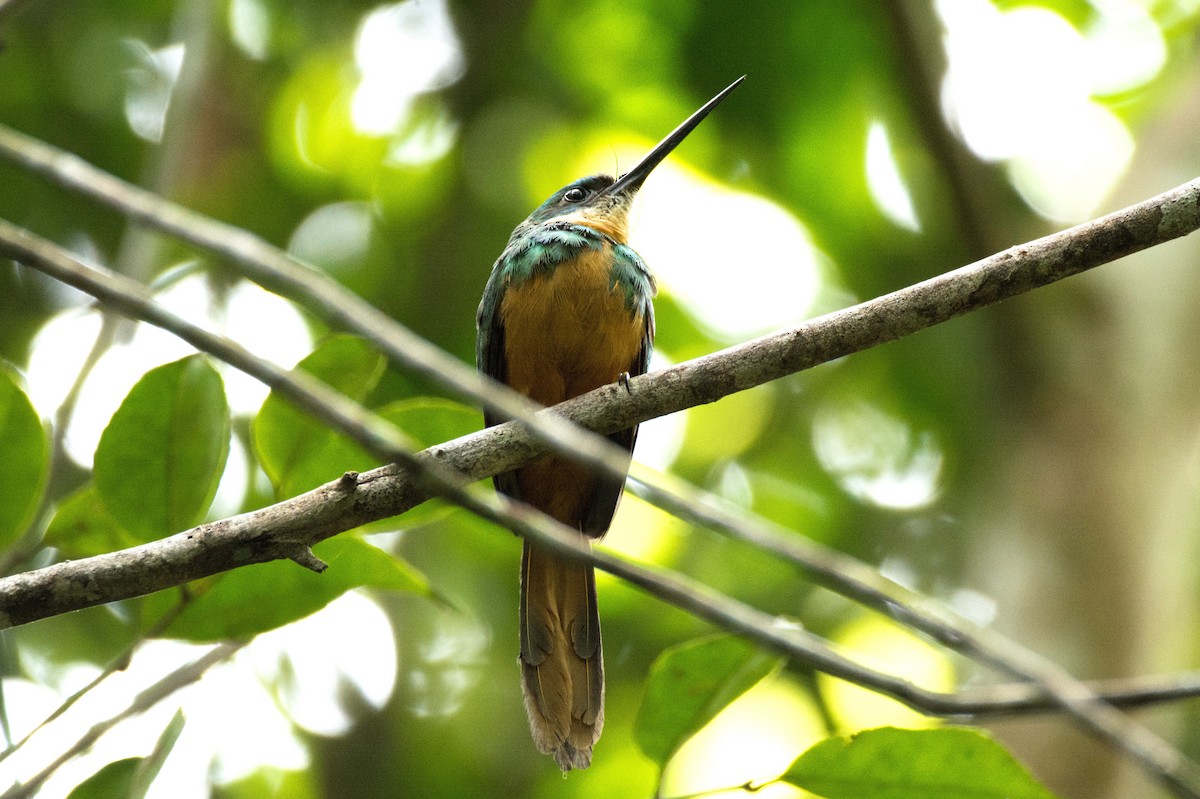 Jacamar à queue rousse - ML620667673