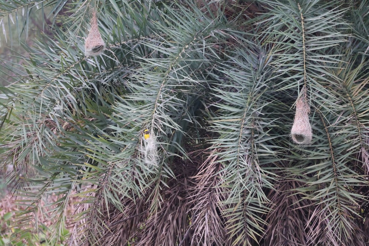 Baya Weaver - Leena m falke Dhenge