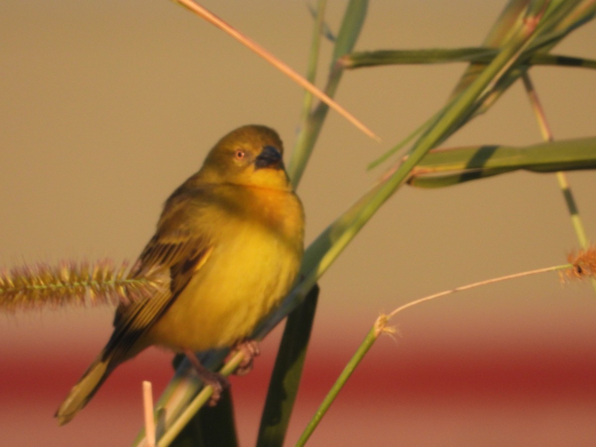 Holub's Golden-Weaver - ML620667677