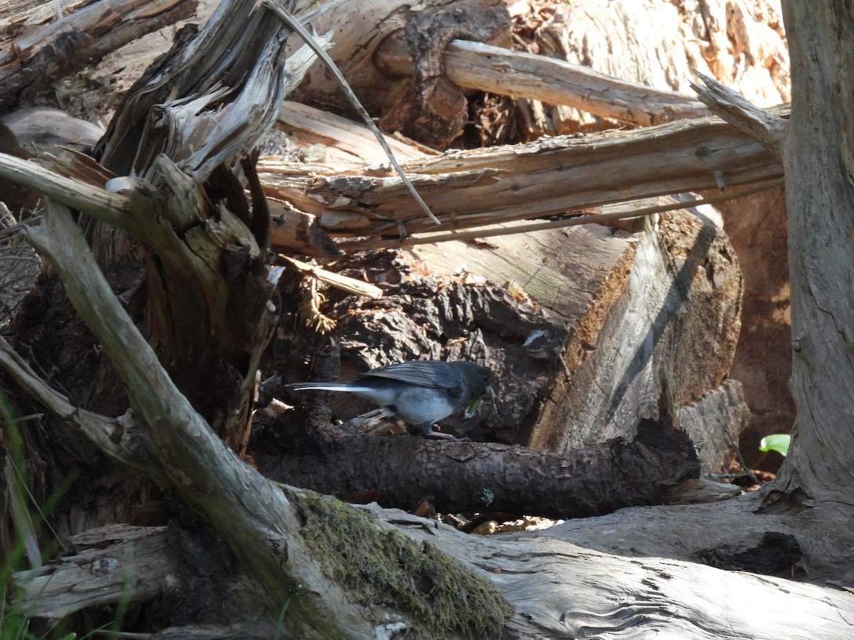 Dark-eyed Junco - ML620667679