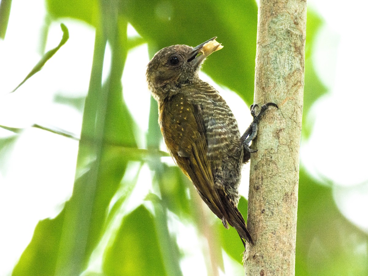 Little Woodpecker - ML620667680