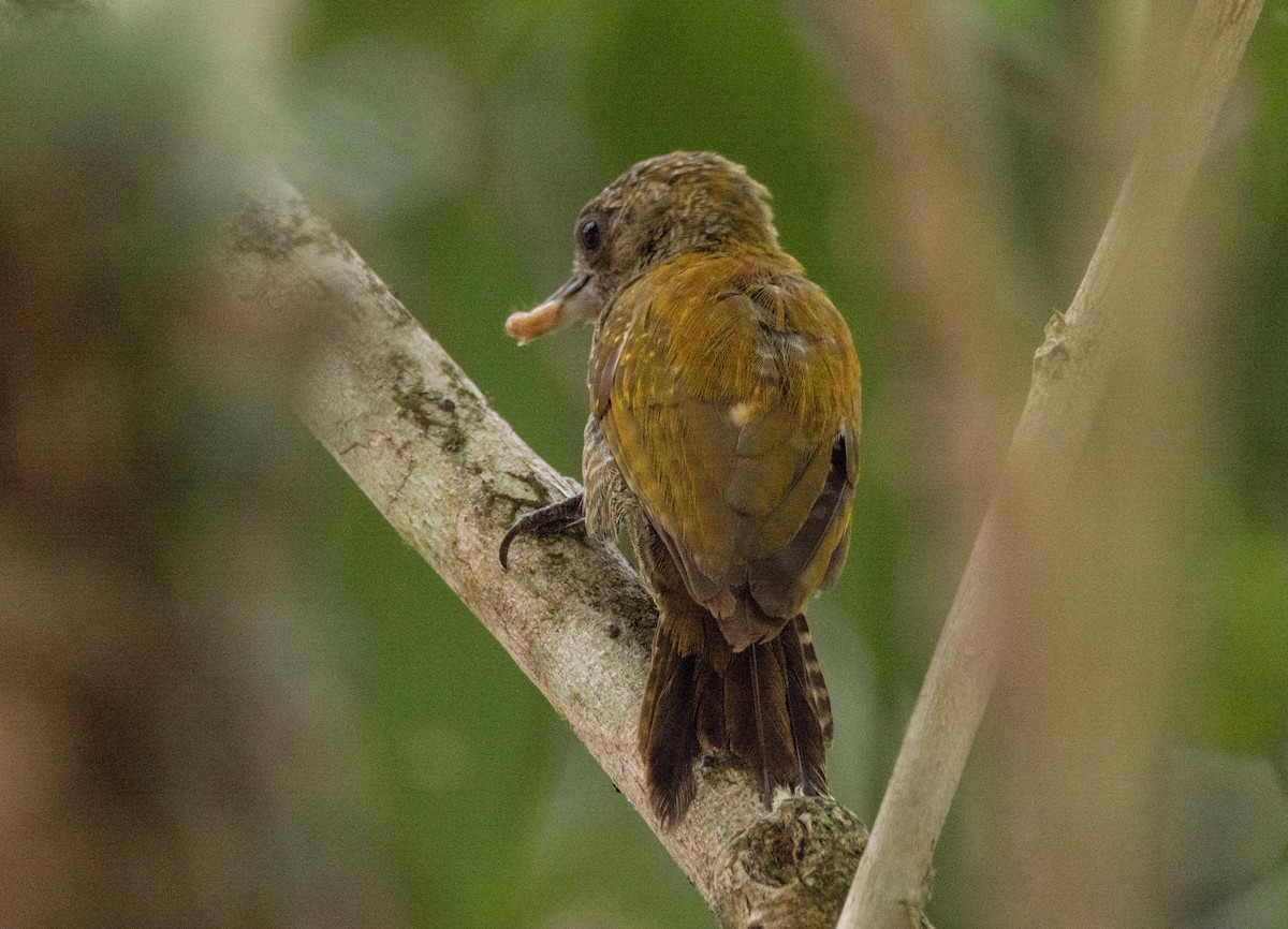 Carpintero Chico - ML620667681