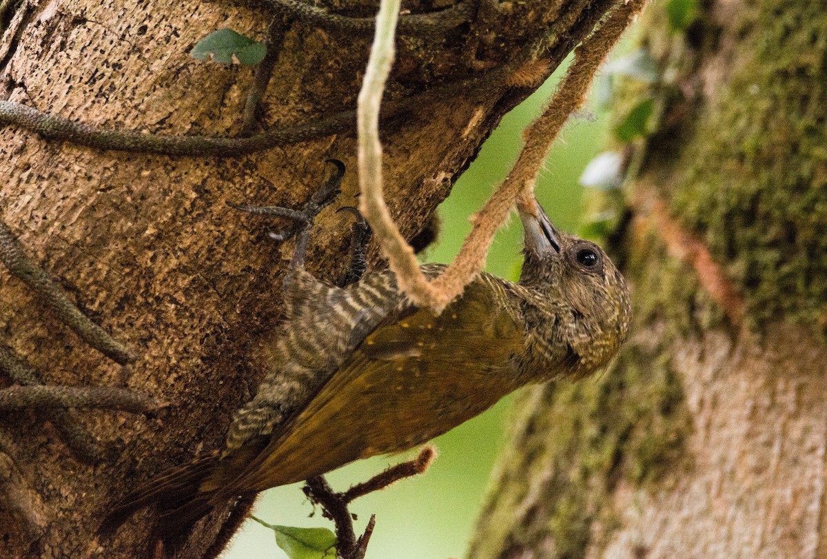 Little Woodpecker - ML620667682