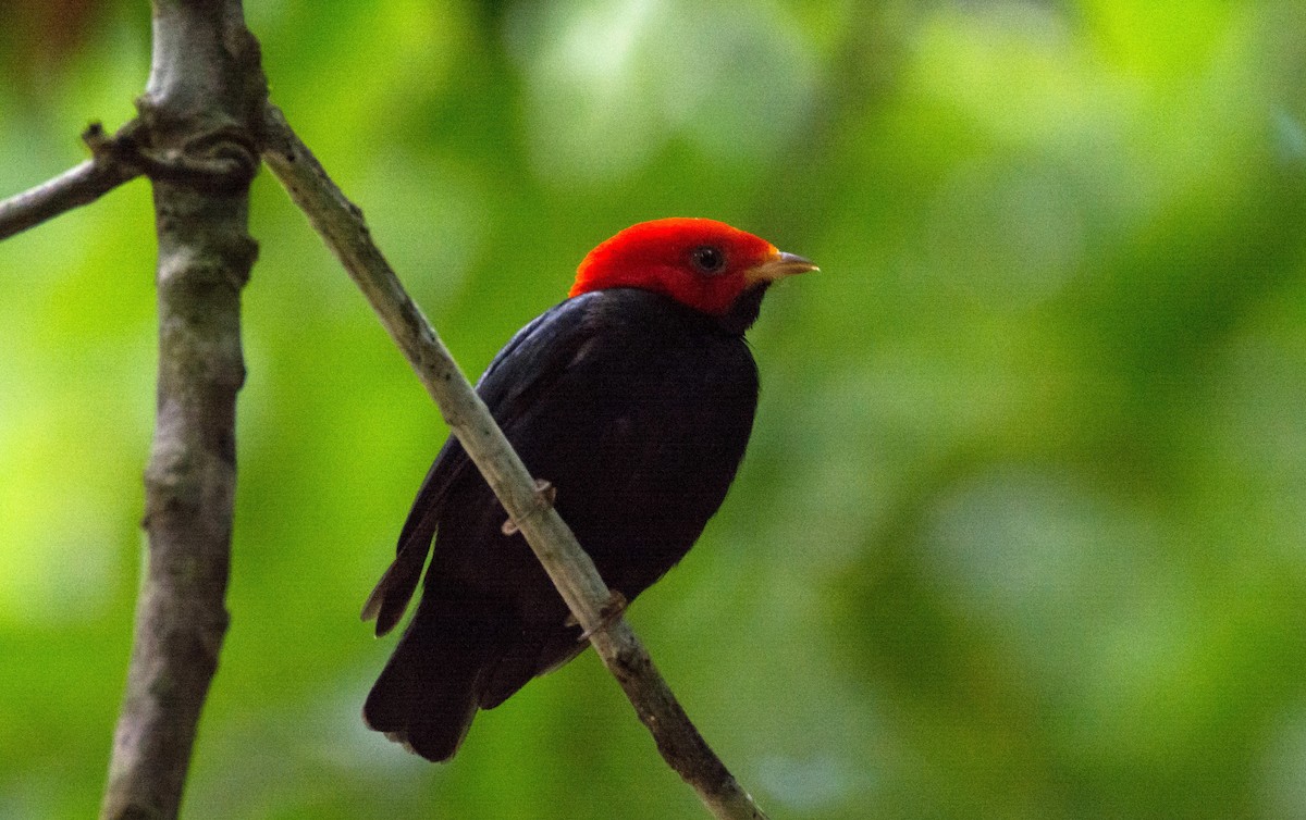 Manakin à tête rouge - ML620667684