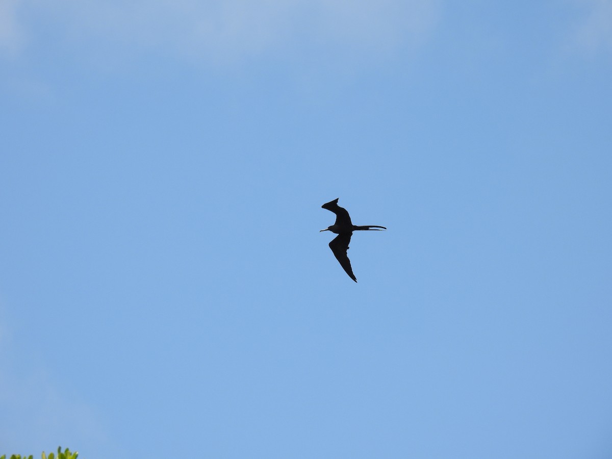 Magnificent Frigatebird - ML620667686