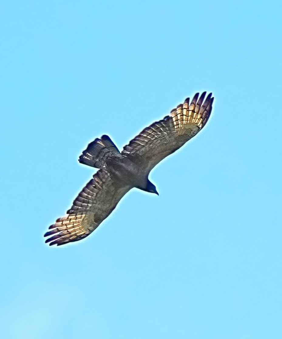 Oriental Honey-buzzard - ML620667687