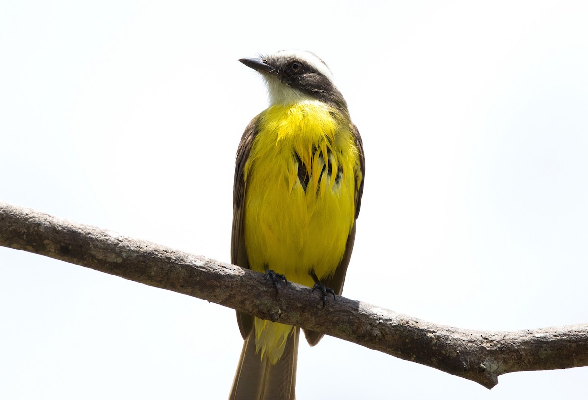 Social Flycatcher - ML620667688