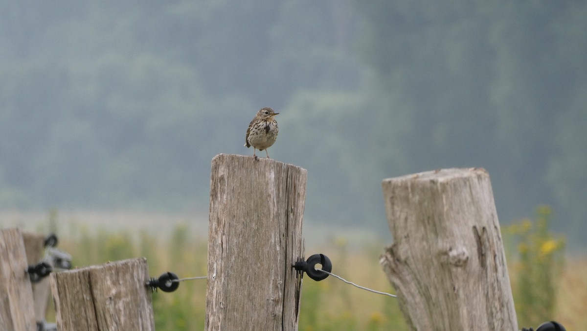 Meadow Pipit - ML620667690