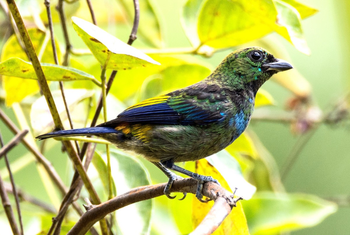 Seven-colored Tanager - ML620667691