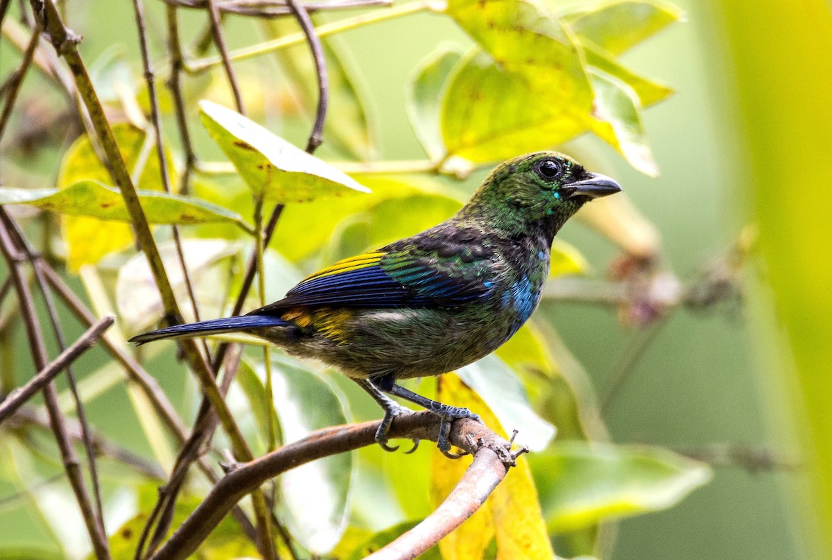 Seven-colored Tanager - ML620667692