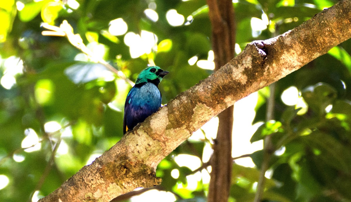 Seven-colored Tanager - ML620667693