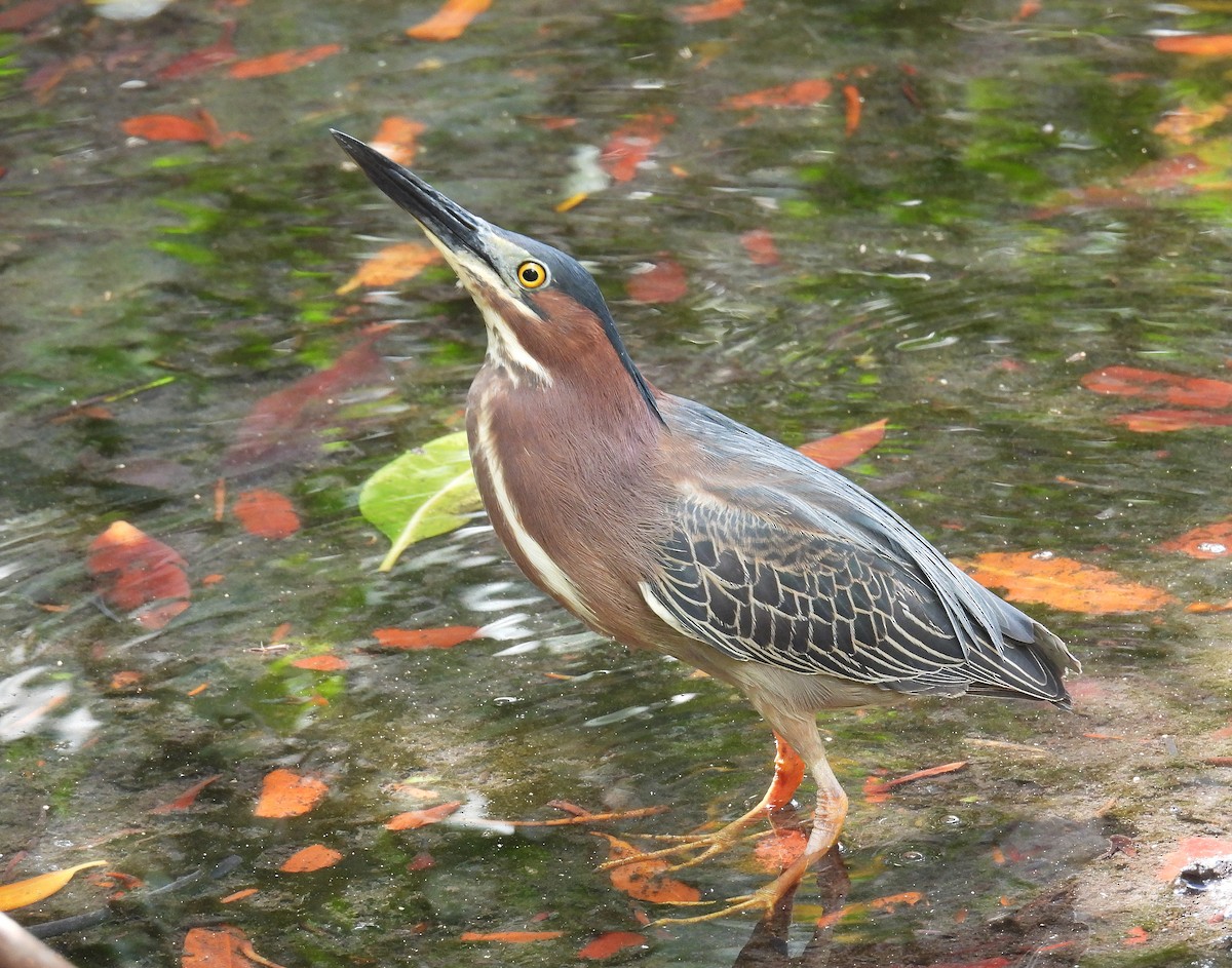 Green Heron - ML620667694