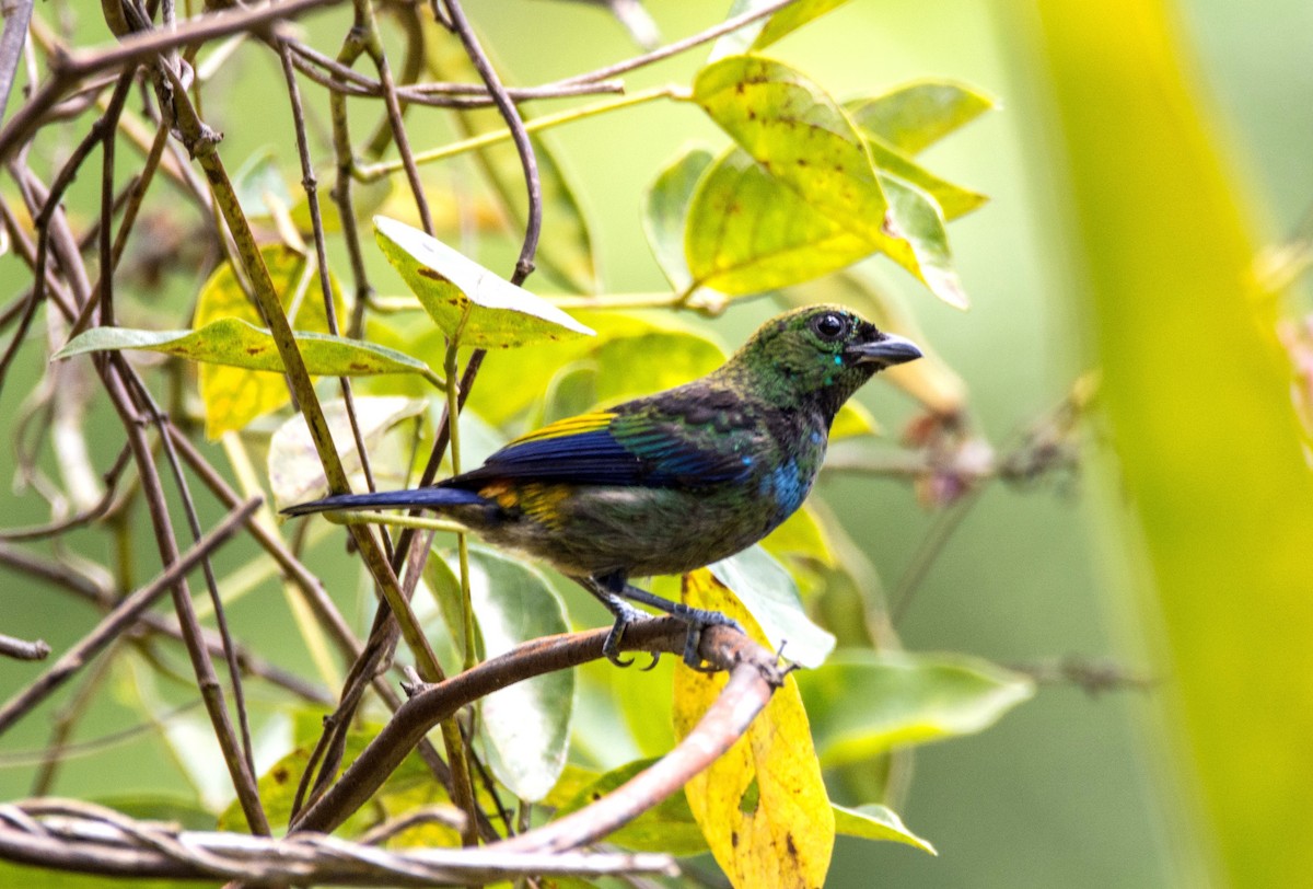 Seven-colored Tanager - ML620667695