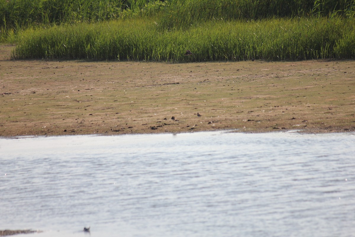 Short-billed Dowitcher - ML620667696