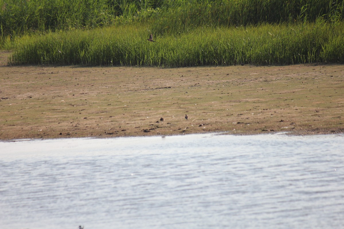 Short-billed Dowitcher - Tejas Subbu Lember