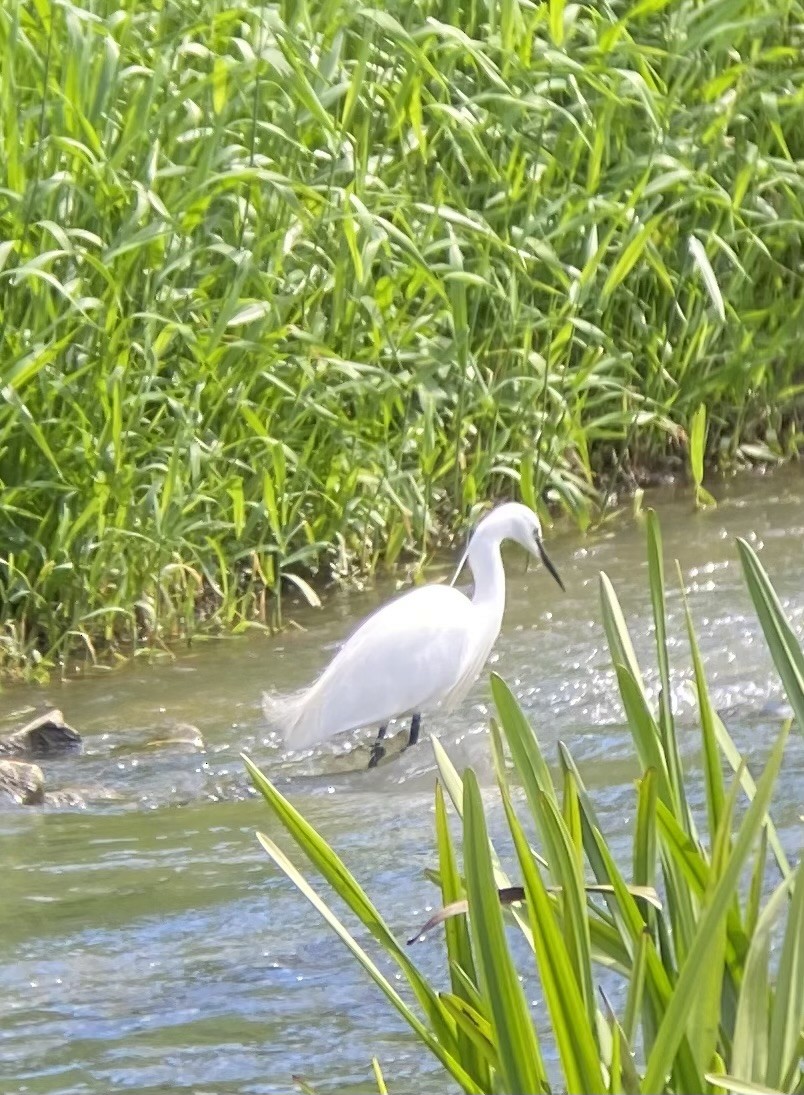 Little Egret - ML620667698