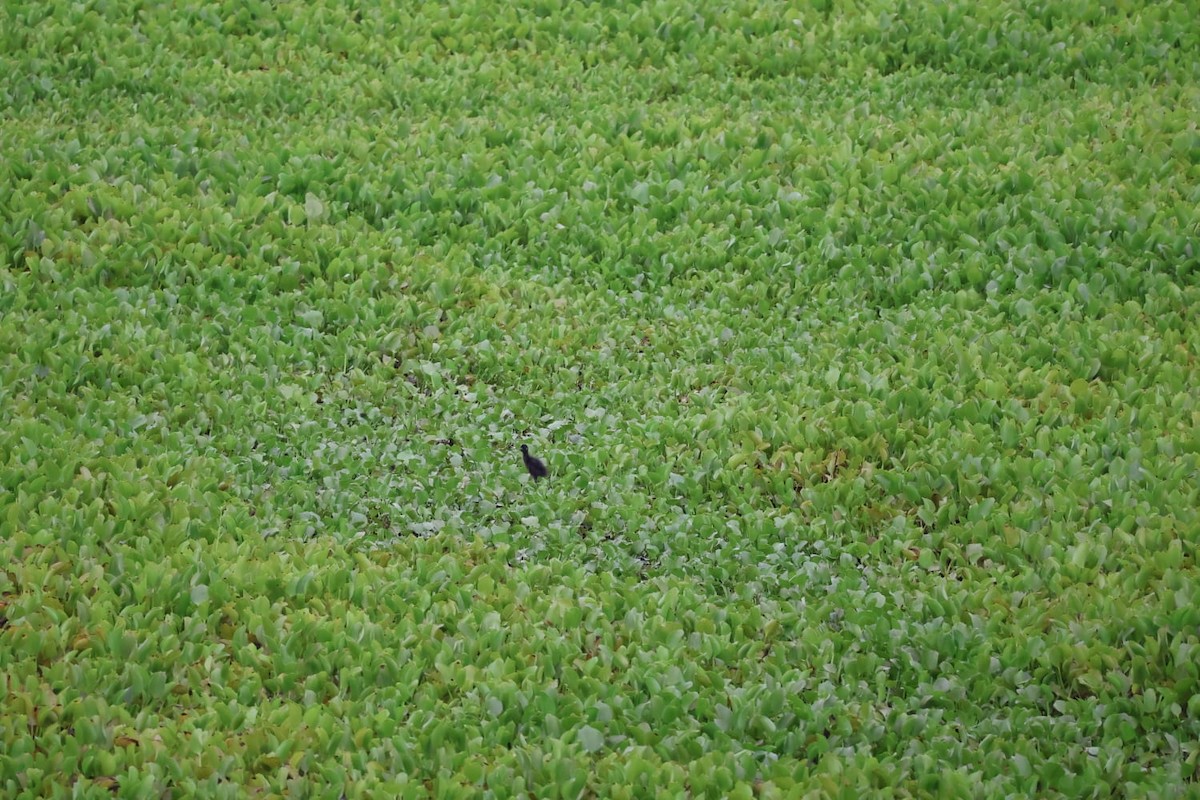 White-breasted Waterhen - ML620667699