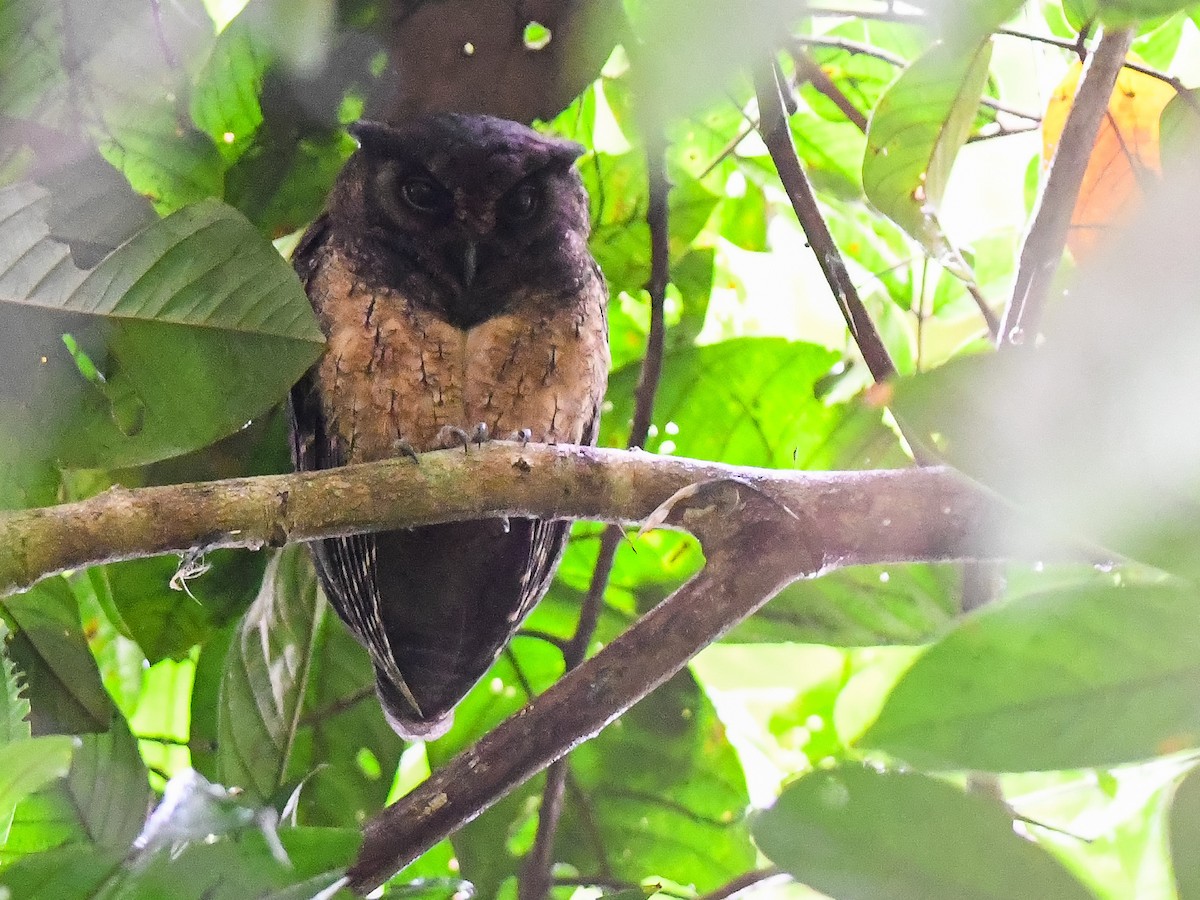 Tawny-bellied Screech-Owl - ML620667701