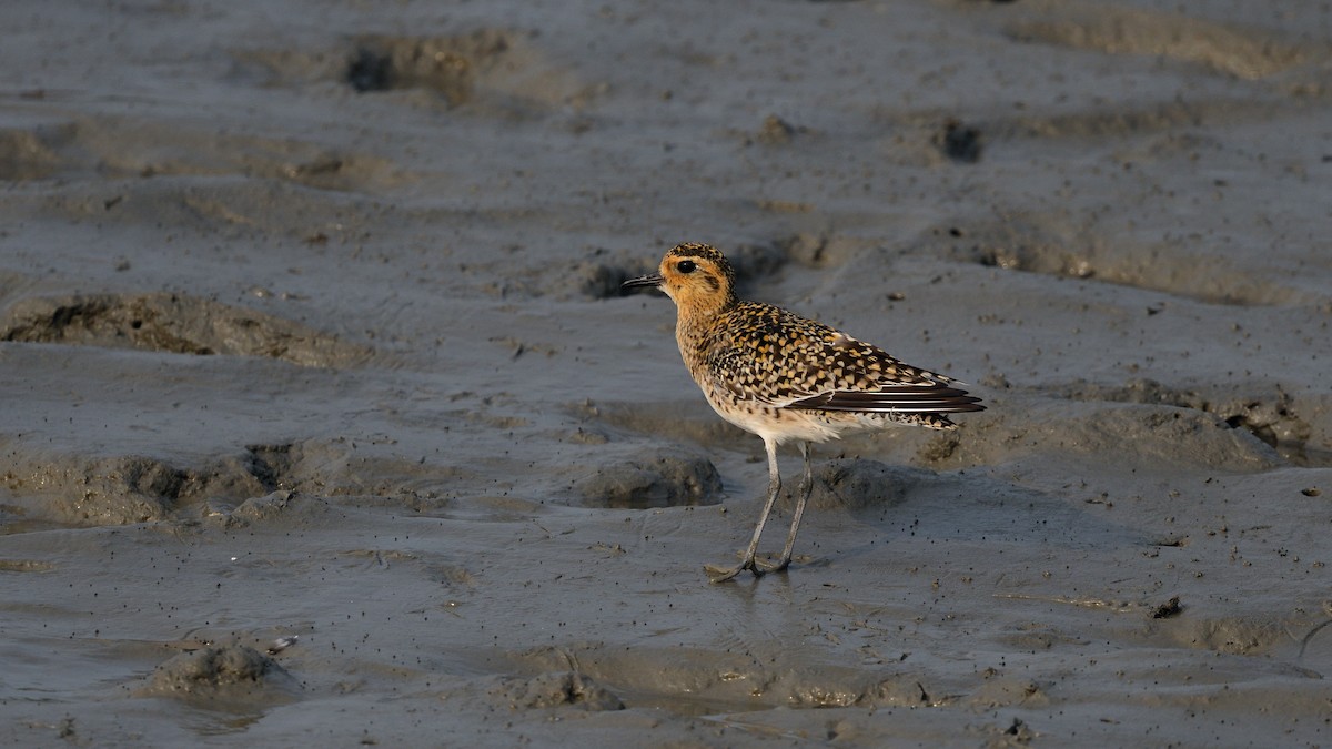 Chorlito Dorado Siberiano - ML620667703