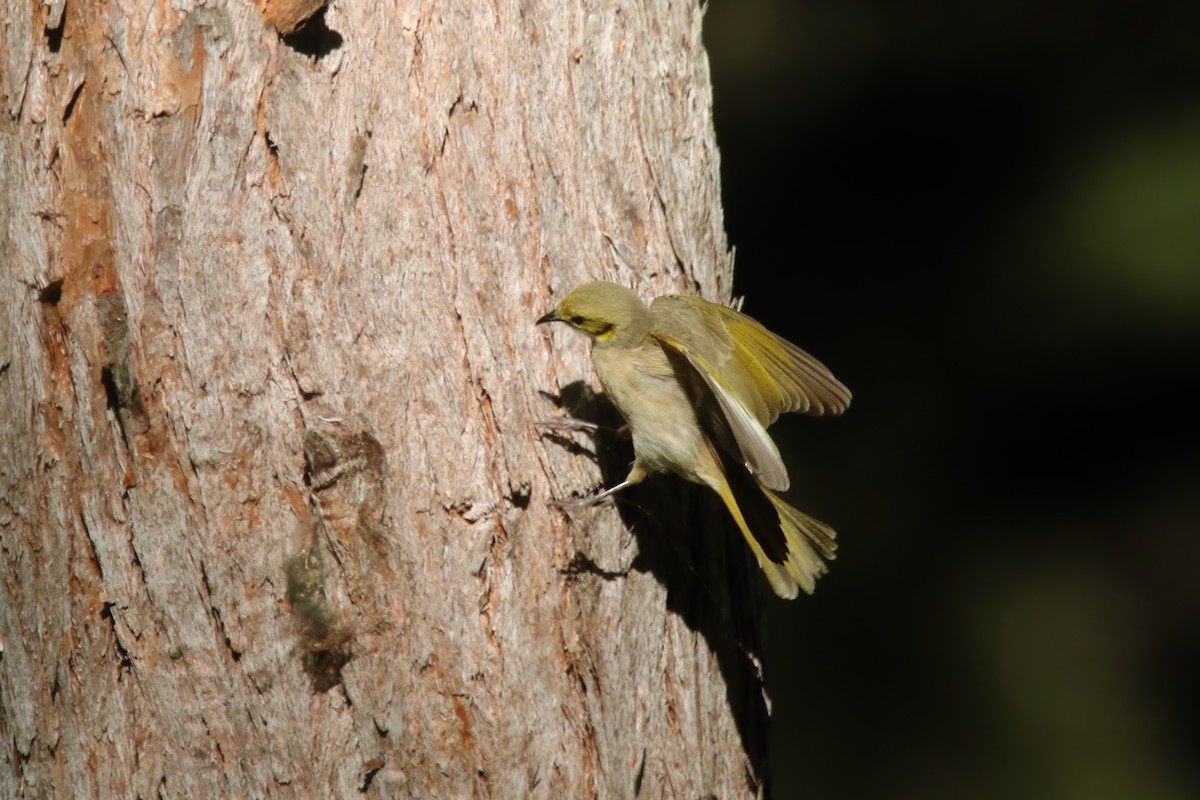 Fuscous Honeyeater - ML620667705