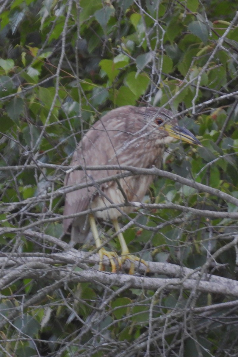 Black-crowned Night Heron - ML620667706