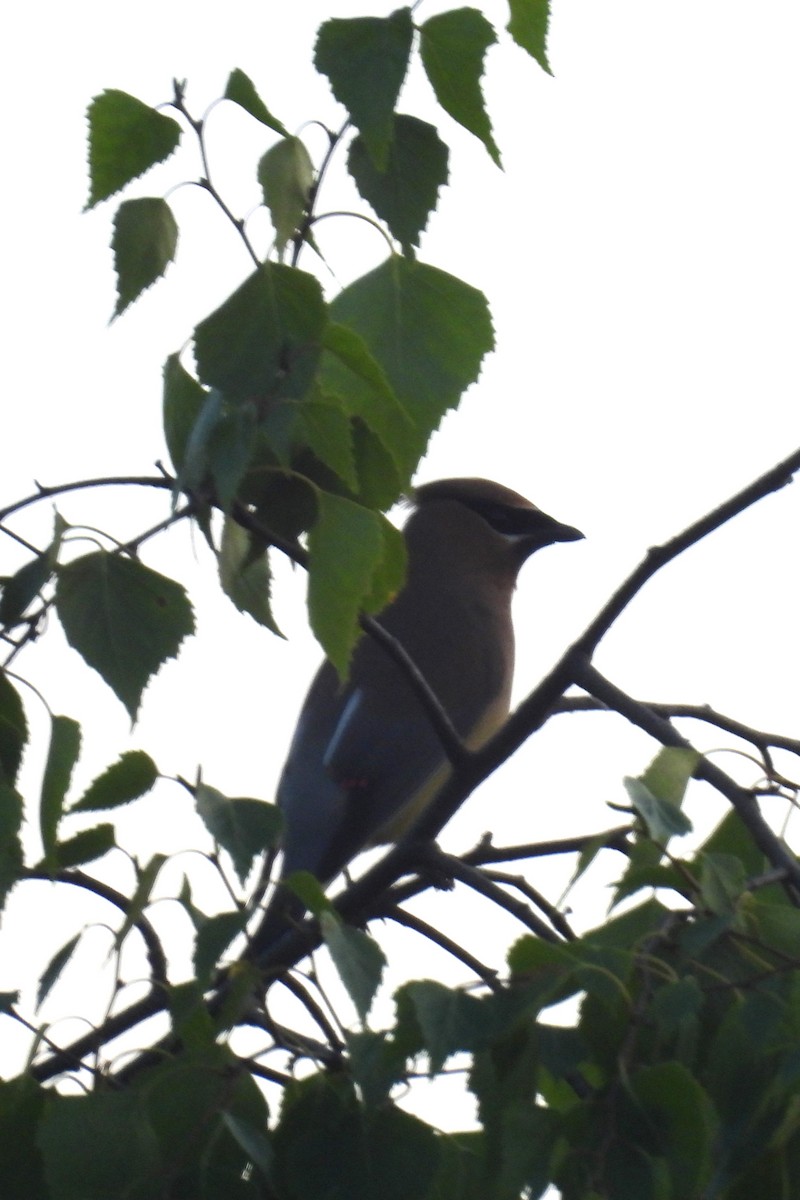 Cedar Waxwing - ML620667707