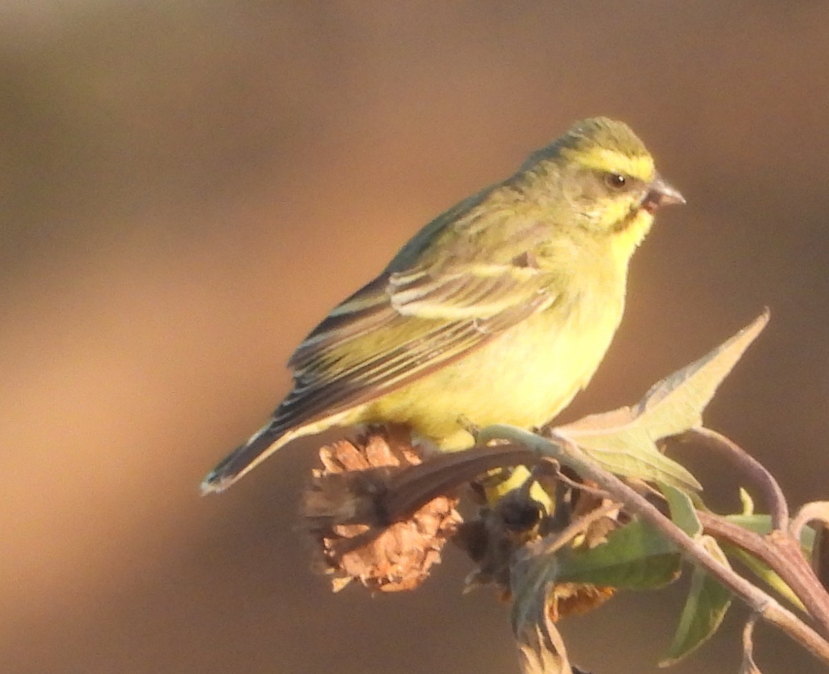 Yellow-fronted Canary - Rodney Macready