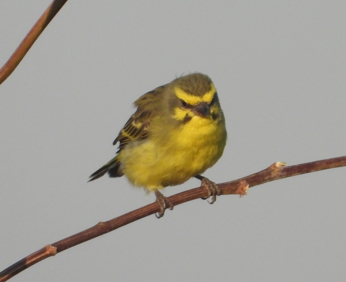 Yellow-fronted Canary - Rodney Macready
