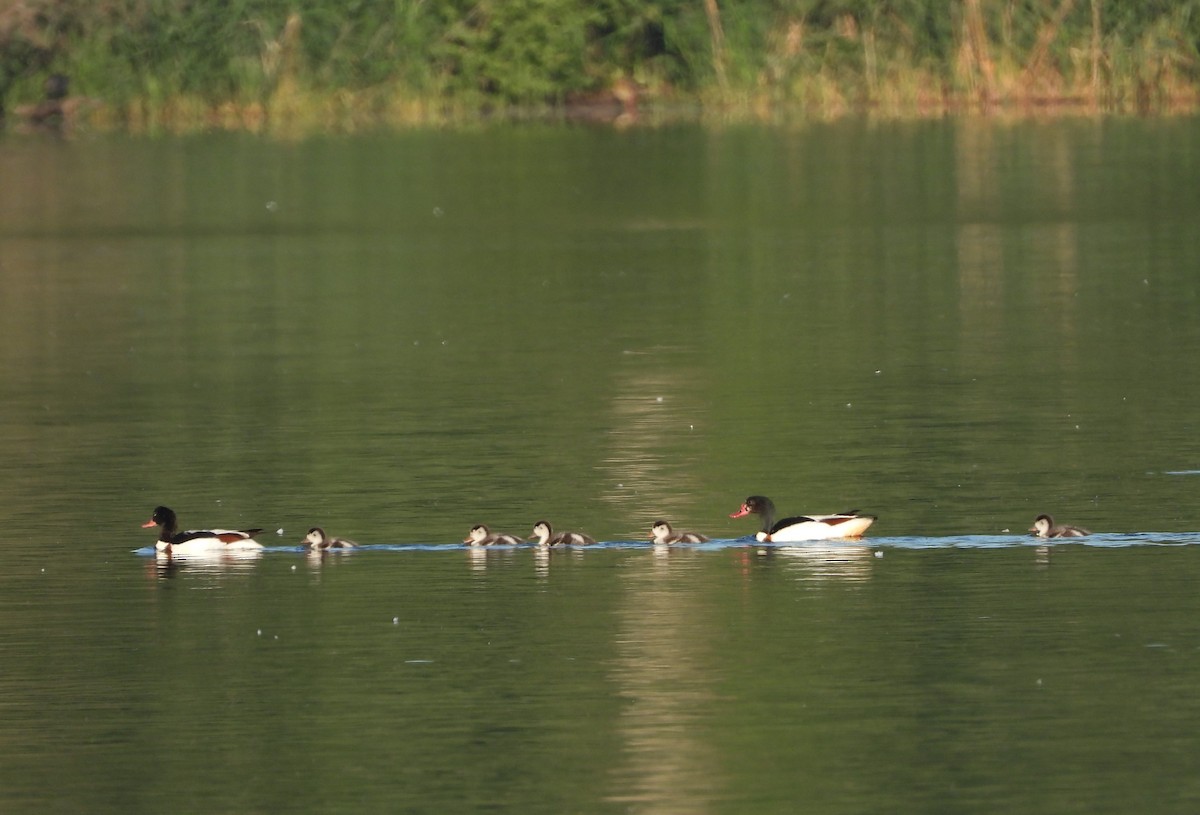 Common Shelduck - ML620667711