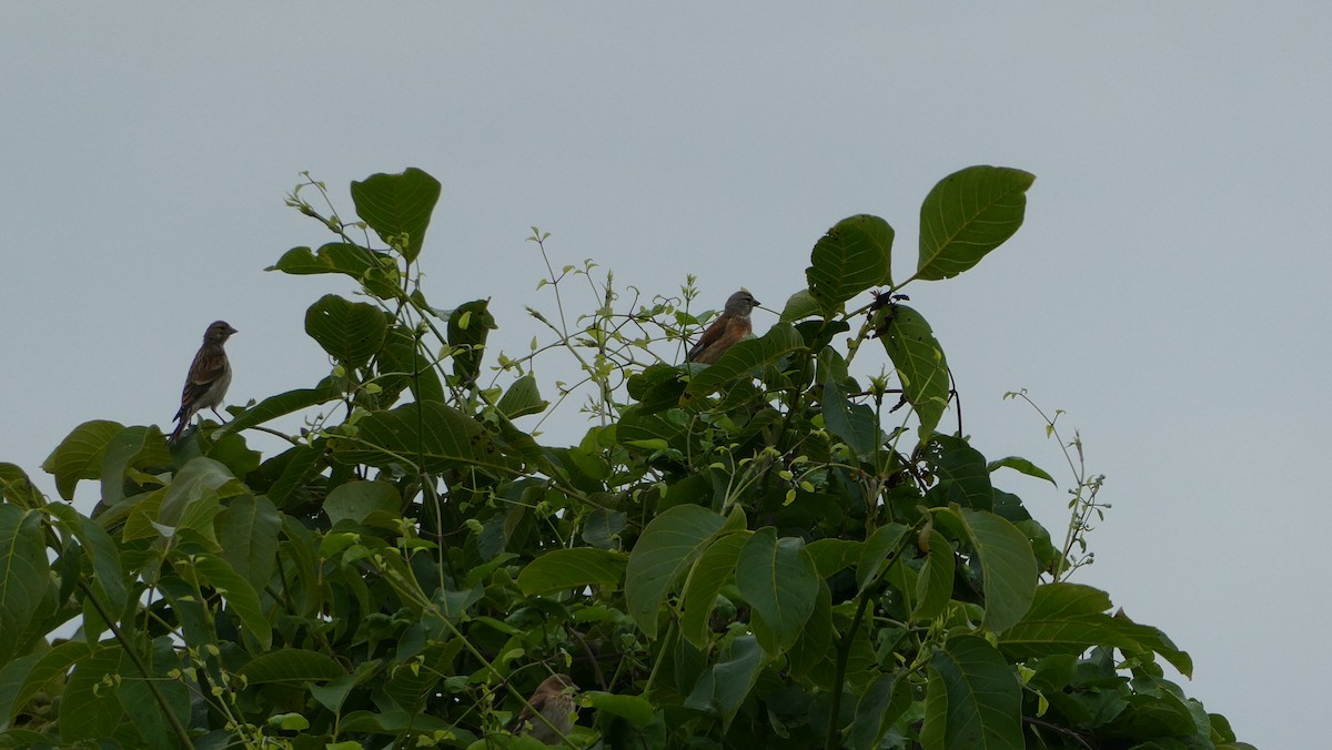 Eurasian Linnet - ML620667714