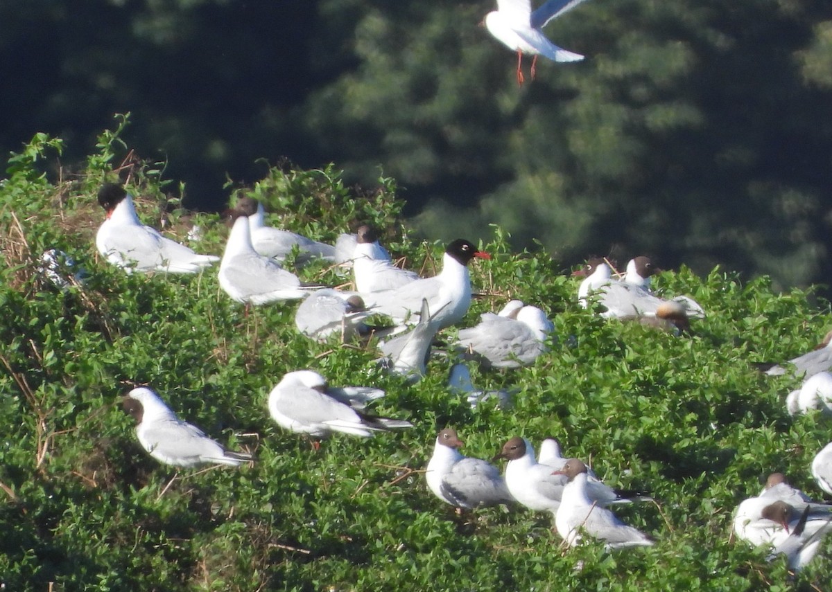 Mediterranean Gull - ML620667716