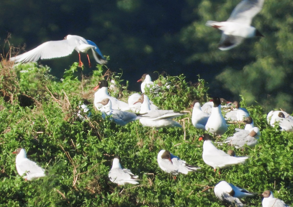 Mouette mélanocéphale - ML620667717