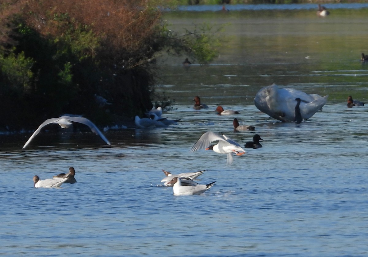 Gaviota Cabecinegra - ML620667718