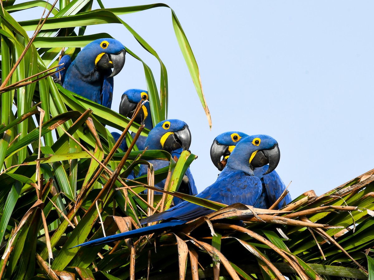 Hyacinth Macaw - ML620667719