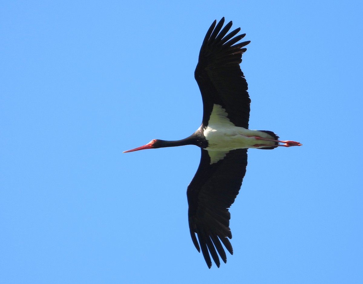 Black Stork - ML620667721